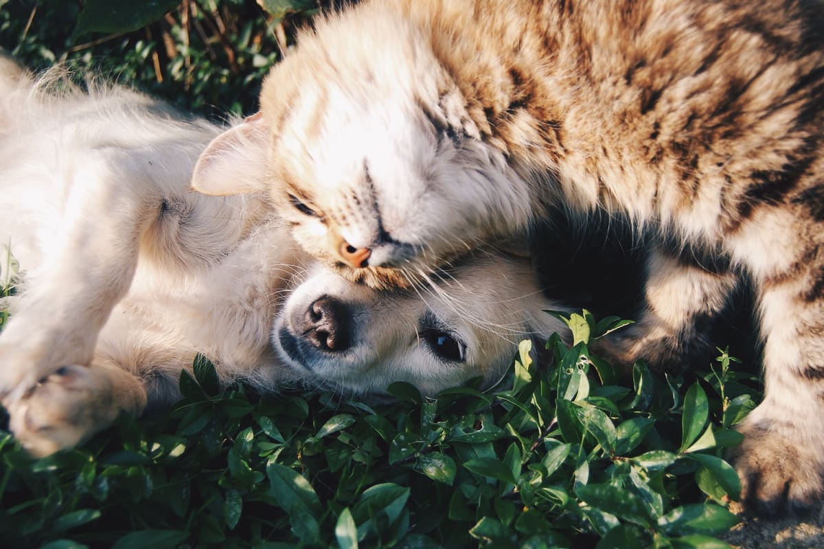 Hund und Katze liegen entspannt aneinandergeschmiegt