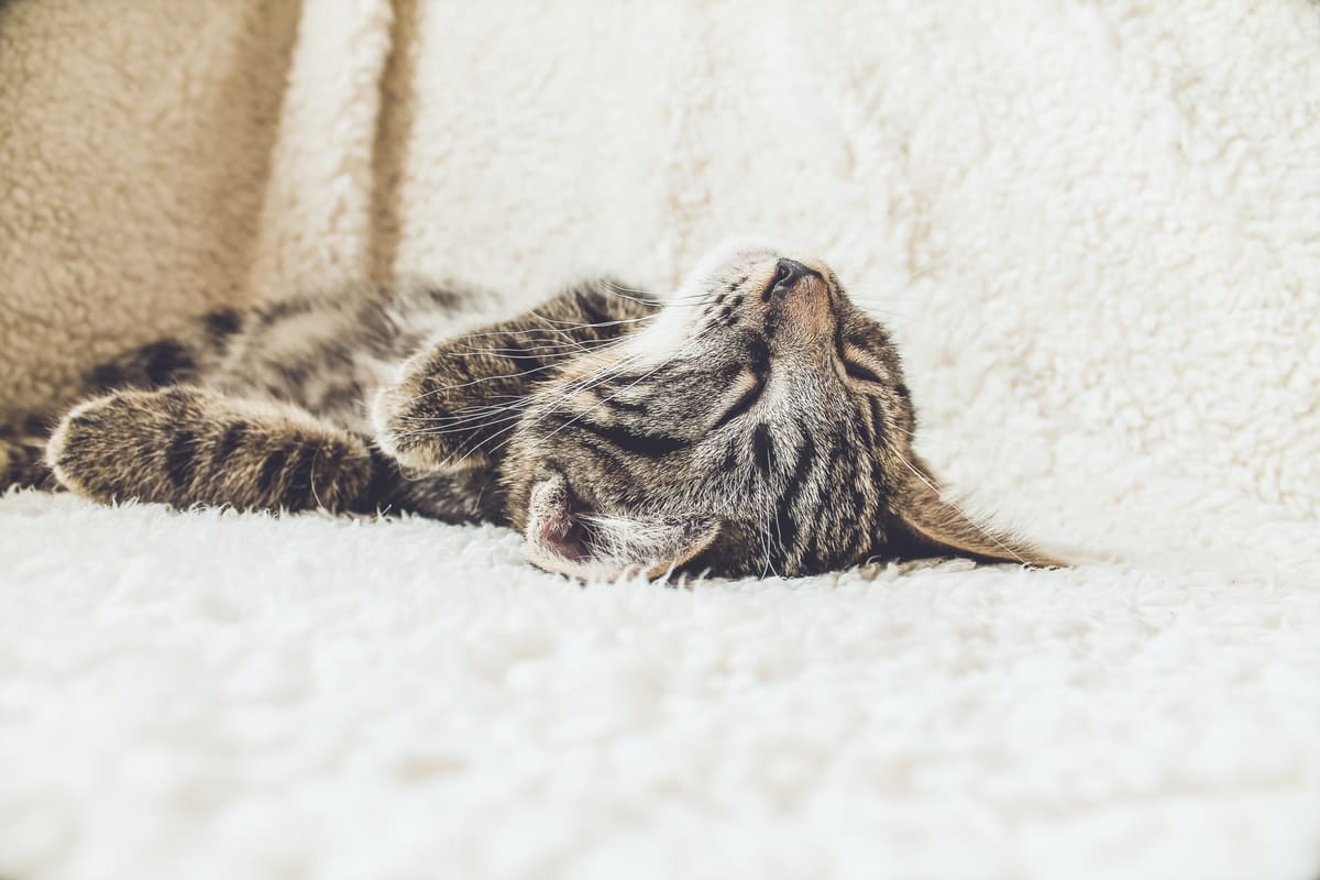 Eine Katze liegt tief entspannt auf einer weichen Decke
