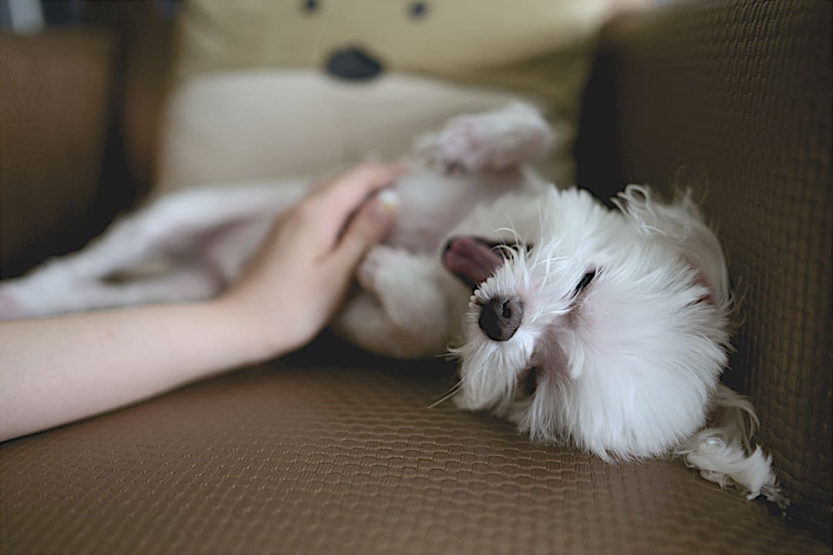 Ein Hund wird ruhig und entspannt gestreichelt